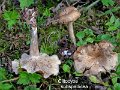Clitocybe subspadicea-amf1947